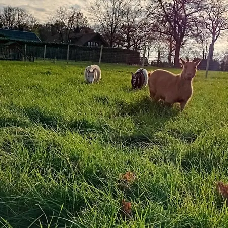 Typisch Lelies Nocleg ze śniadaniem