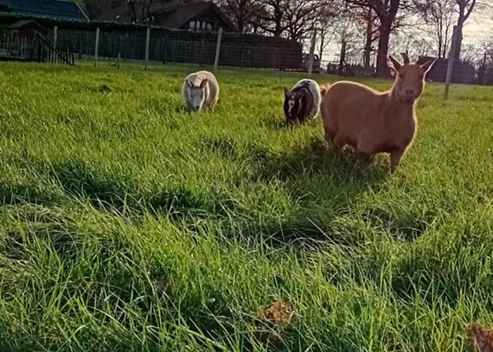 Typisch Lelies Bed & Breakfast